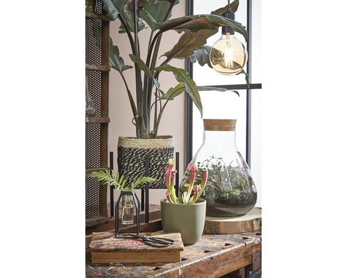 Decoratieve opstelling met kamerplanten en glazen objecten op een tafel
