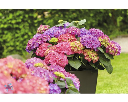 Hortensia''s in een plantenbak in de tuin