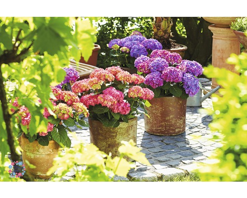 Drie hortensia''s in potten op een terras