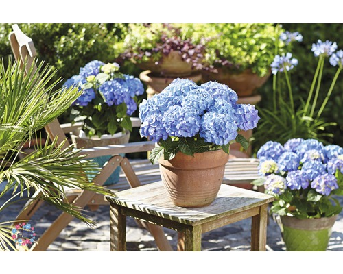 Hortensia''s in potten in de tuin op een tafel