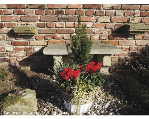 Mand met sierplanten voor stenen bank en bakstenen muur