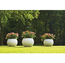 Drie ronde plantenbakken met rozen op een gazon in een tuin.