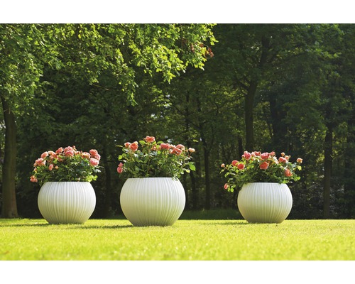 Drie ronde plantenbakken met rozen op een gazon in een tuin.