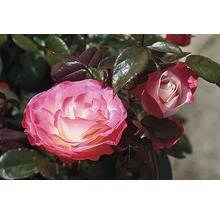 Close-up van rozenbloesems met bladeren