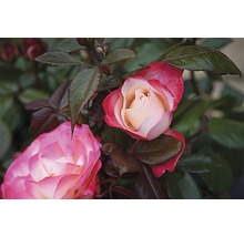 Close-up van rozenbloemen met bladeren
