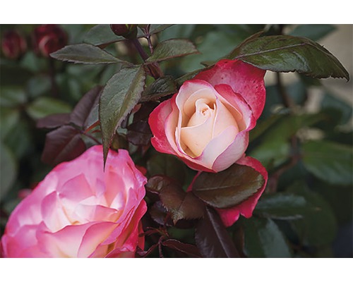 Close-up van rozenbloemen met bladeren