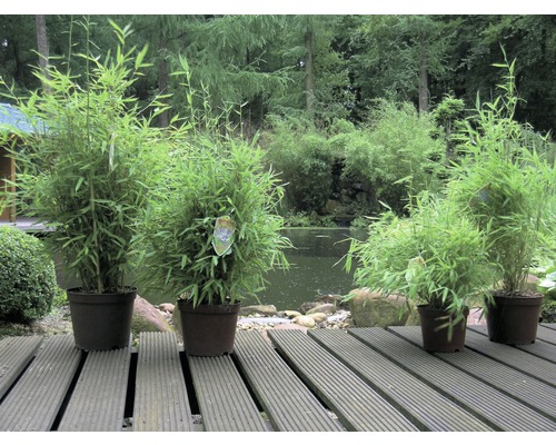Bamboeplanten in potten op een houten terras, met een vijver en bomen op de achtergrond.
