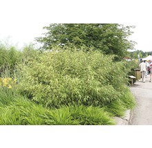 FLORASELF® Japanse bamboe "Fargesia Rufa" hoogte ca. 40-60 cm-thumb-1