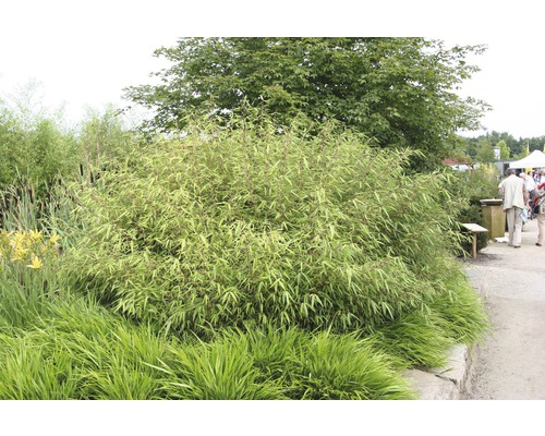 Bamboestruik in de tuin