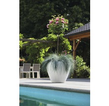 Scene met rozenboom in witte plantenbak bij het zwembad