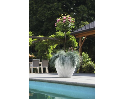 Scene met rozenboom in witte plantenbak bij het zwembad