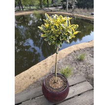 FLORASELF® Japanse kardinaalshoed Euonymus japonicus 'Marieke'