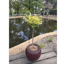 De afbeelding toont een ligusterboom in een pot voor een vijver.