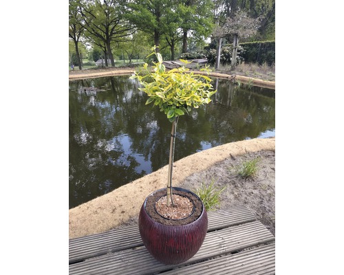 FLORASELF® Bontbladige kardinaalshoed Euonymus fortunei 'Emerald 'n Gold' De afbeelding toont een ligusterboom in een pot voor een vijver.