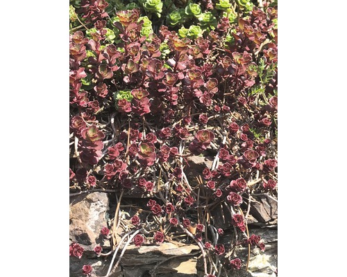 Kruipende sedum op stenen in de tuin.