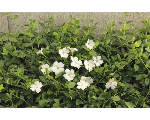FLORASELF Kleine maagdenpalm Vinca minor Gertrude jekyll potmaat Ø 9 cm per 6 st Groenblijvende plant met witte bloemen als bodembedekker