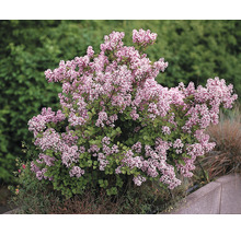 Bloeiende dwergsering in de tuin.