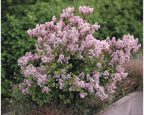 FLORASELF Dwergsering Syringa meyeri 'Palibin' potmaat Ø 19 cm H 132,5 cm Bloeiende dwergsering in de tuin.