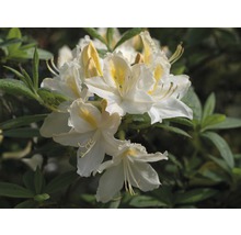 Azalea Rhododendron luteum weiß potmaat Ø 22 cm H 30-40 cm-thumb-2