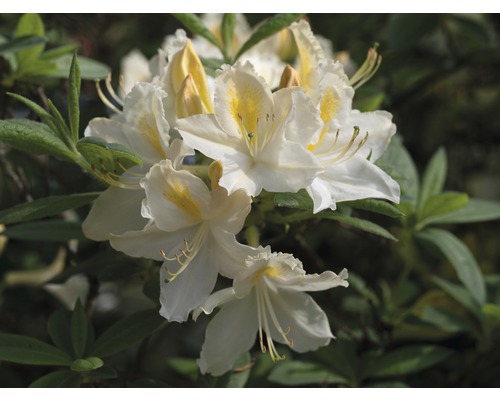 Azalea Rhododendron luteum weiß potmaat Ø 22 cm H 30-40 cm
