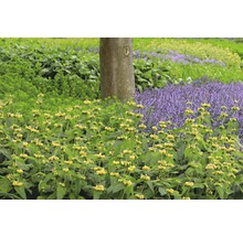Tuin met verschillende planten en bomen