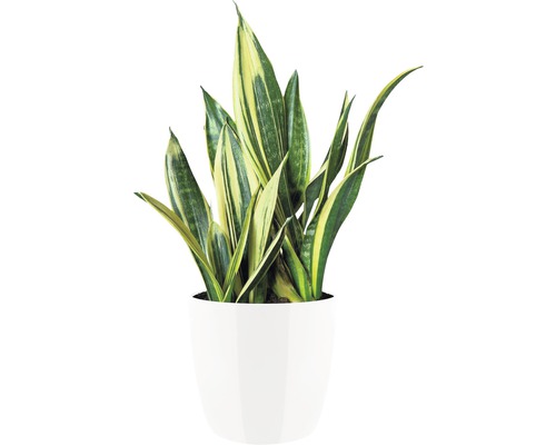Sansevieria plant in pot