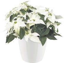 Kerstster met witte schutbladeren in een pot