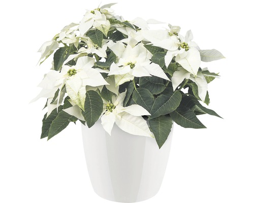Kerstster met witte schutbladeren in een pot