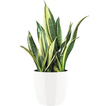Sansevieria in witte pot
