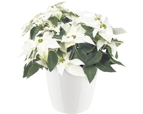 Kerstster met witte schutbladeren in pot