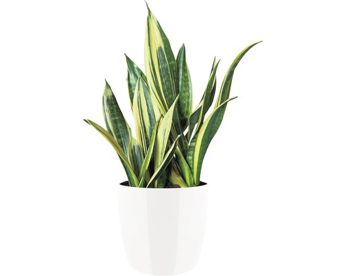 Sansevieria plant in pot