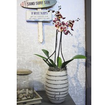 Decoratieve orchidee in een gestreepte pot met de woorden zand, surfen, zon en vrienden op de muur