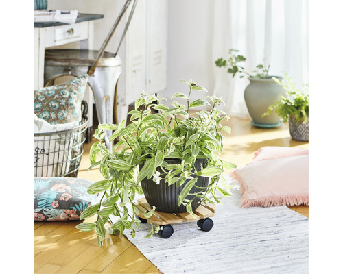 Decoratieve kamerplant in pot op plantenroller in een lichte ruimte.