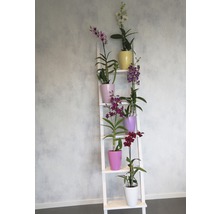 FLORASELF® Orchidee Dendrobie Sa-Nook 'Blue Happiness' blauw/lila potmaat Ø 11 cm