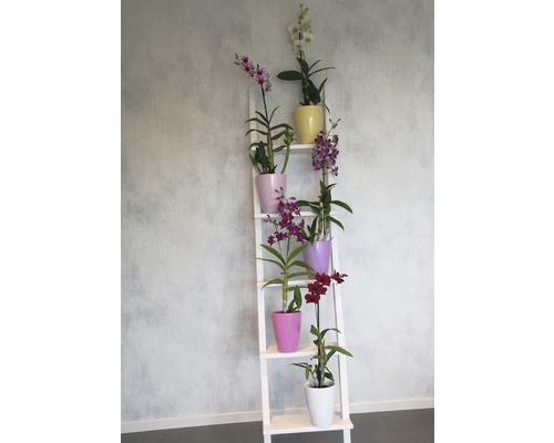 Decoratieve kamerplanten op een wit plantenrek
