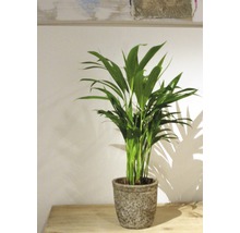 Areca palm in pot op een tafel
