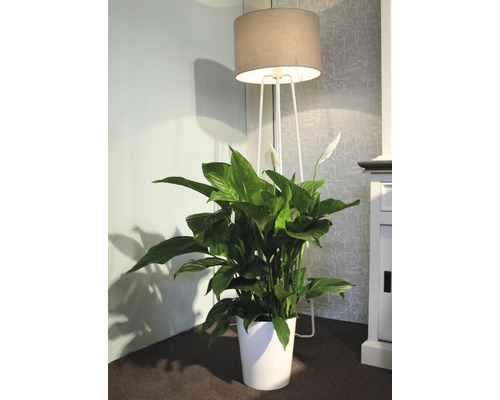 Lepelplant in witte pot naast staande lamp