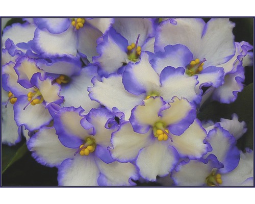 Close-up van Afrikaanse viooltjesbloemen met bladrand