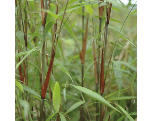 Bamboeplant met stengels en bladeren