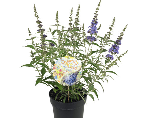 Vlinderstruik in een pot met het label Zomer voor kinderen