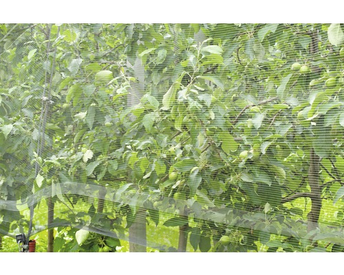 Fruitboom met beschermnet
