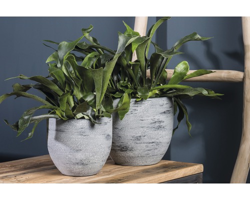 Twee grijze plantenbakken met hertshoornvaren op een tafel