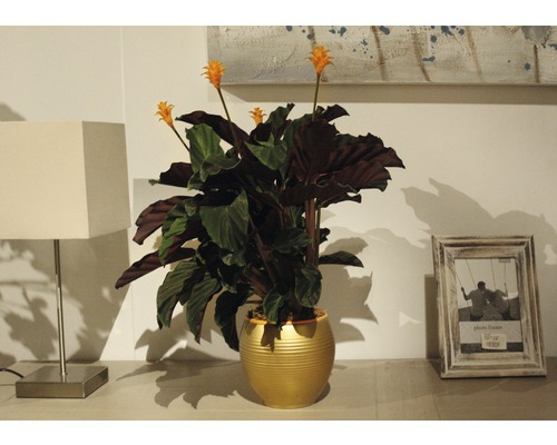 Kamerplant met oranje bloemen in een gouden pot