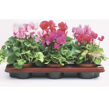 Cyclamen in pot op een dienblad