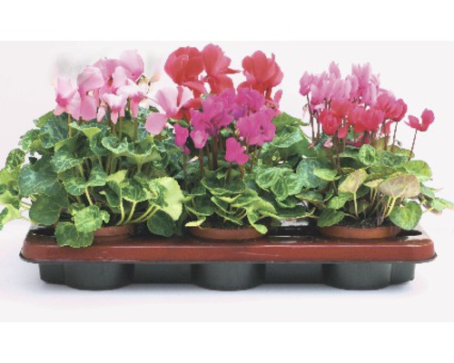 Cyclamen in pot op een dienblad