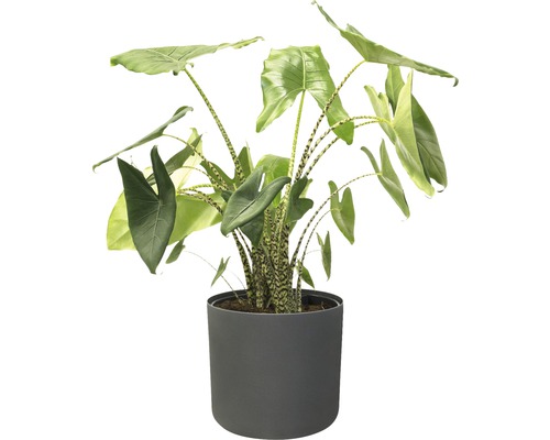 Kamerplant Alocasia in pot