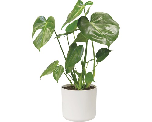 Monstera kamerplant in pot