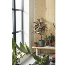 Licht interieur met diverse kamerplanten op een houten bank bij een raam.