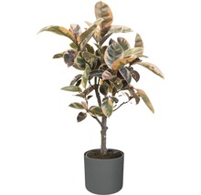 Rubberplant in een pot