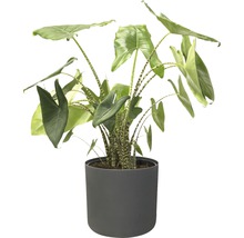 Alocasia kamerplant in pot